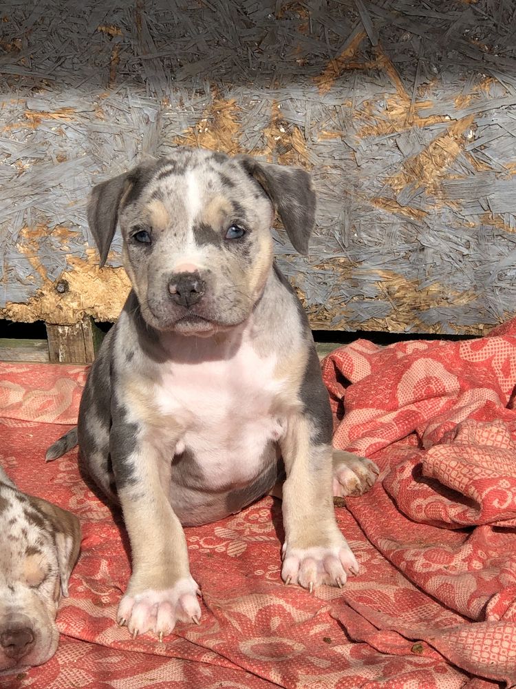 American Bully XL suczka Panamera