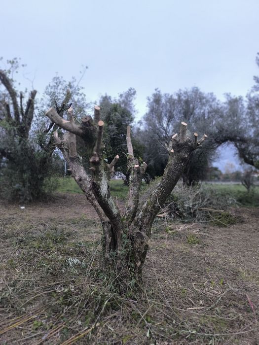 Oliveiras para jardim