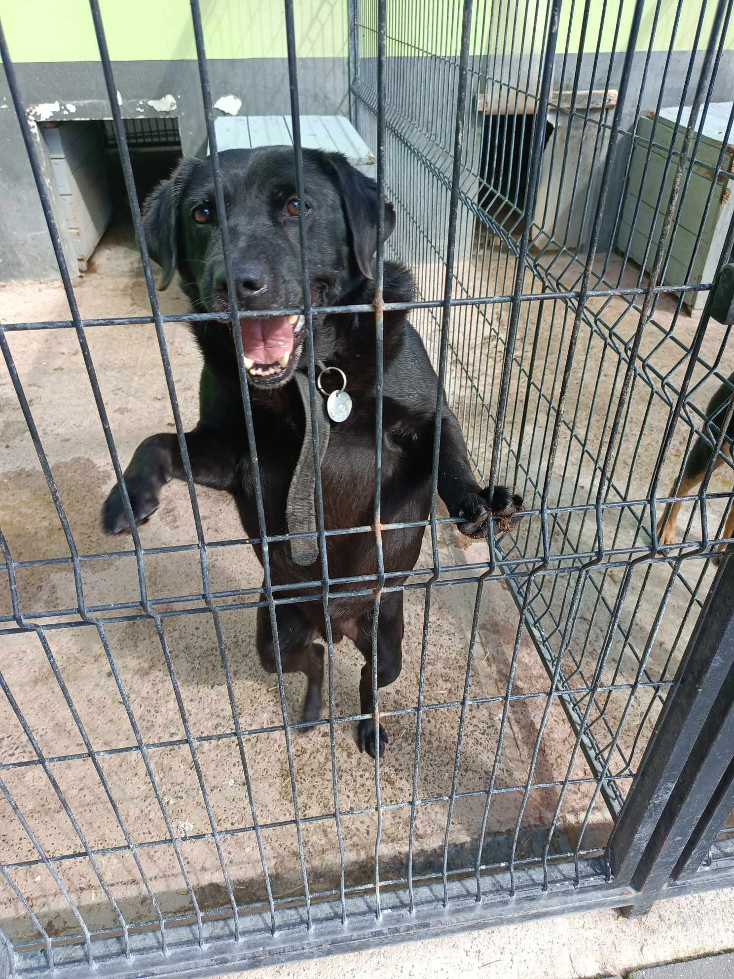 Labrador Hermes stracił opiekuna teraz widzi tylko kraty