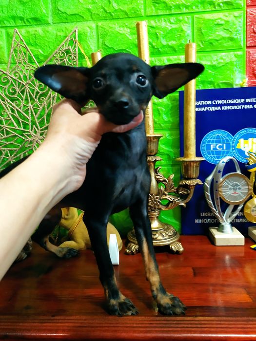 Красивый ч/п мальчик! Мини! 6мес. ОтЧемпионов! Док.КСУ,чип,полн.привит