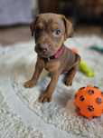 Patterdale terier