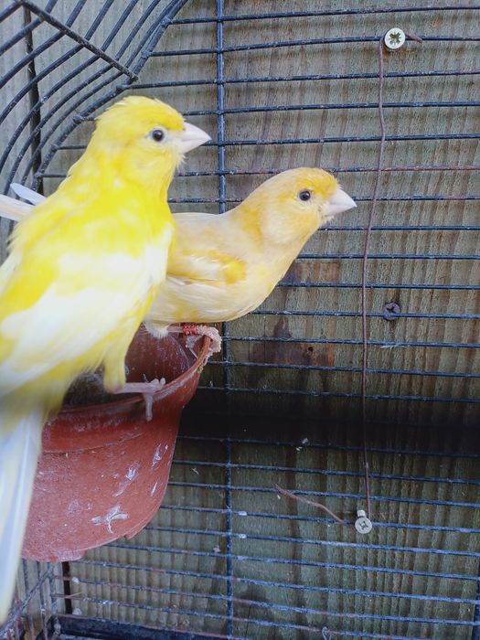 Kanarki para legowa papugi
