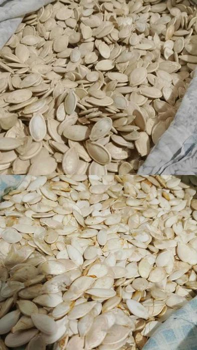 Гарбузове насіння