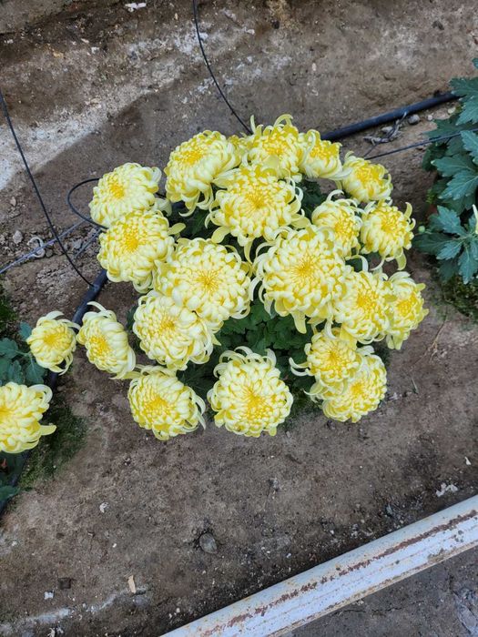 Chryzantemy, chryzantema drobna, wielkokwiatowa