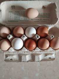Яйца куриные домашнии.