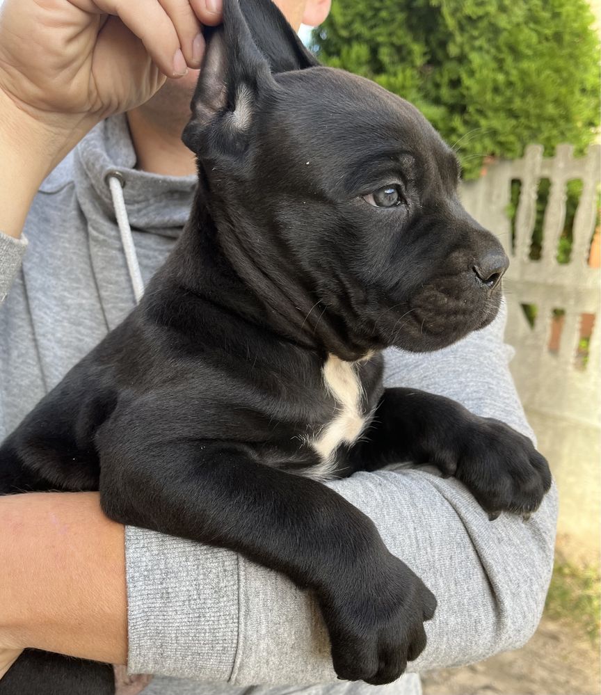 Cane Corso Suczka