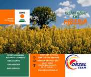 Rzepak ozimy KWS HIBERIA DERRICK LAUROS odmiana na słabsze gleby