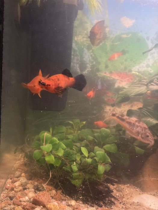 Mieczyki kolorowe i pomaranczowe