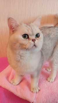 Приглашает на вязку! 
Чистокровный Шотландский кот Шиншилового окраса!