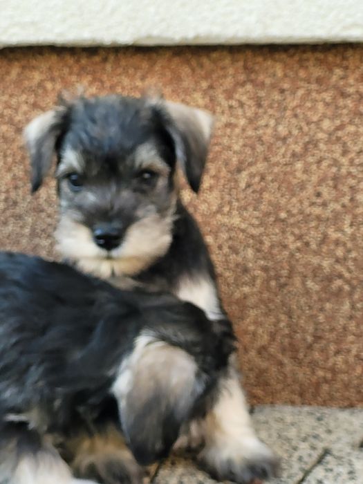 Sznaucer Miniaturowy Śliczny