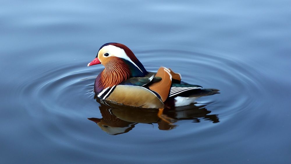 Owce kameruńskie, bażanty złociste,kaczki mandarynki przepiórki