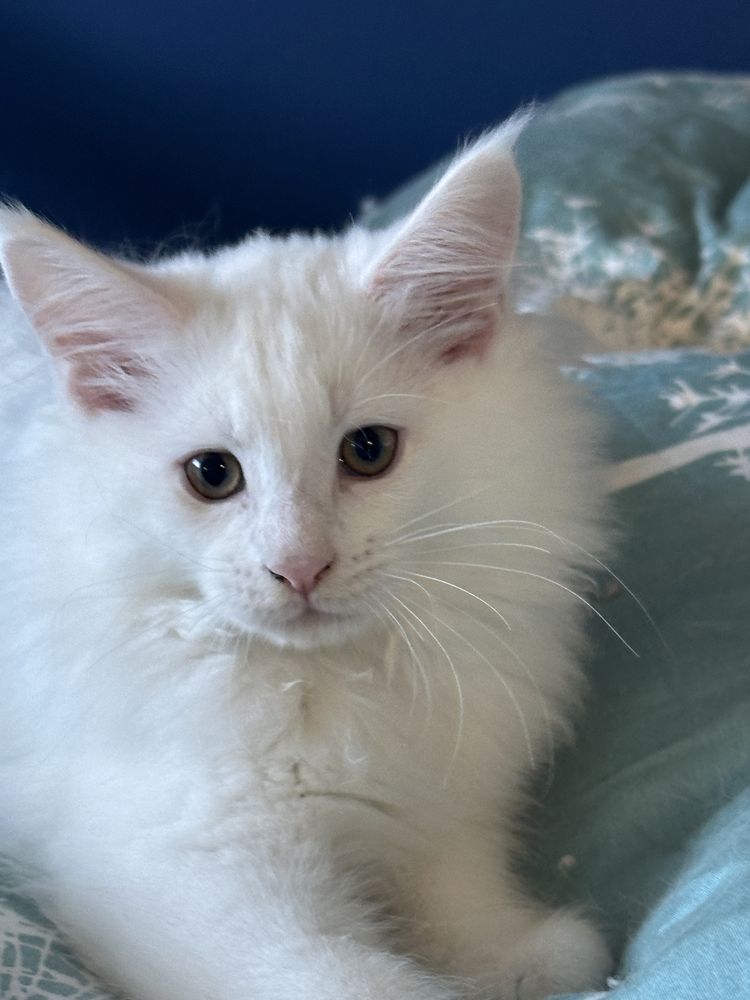 Biały kocurek Maine Coon