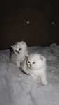 British Shorthair Golden