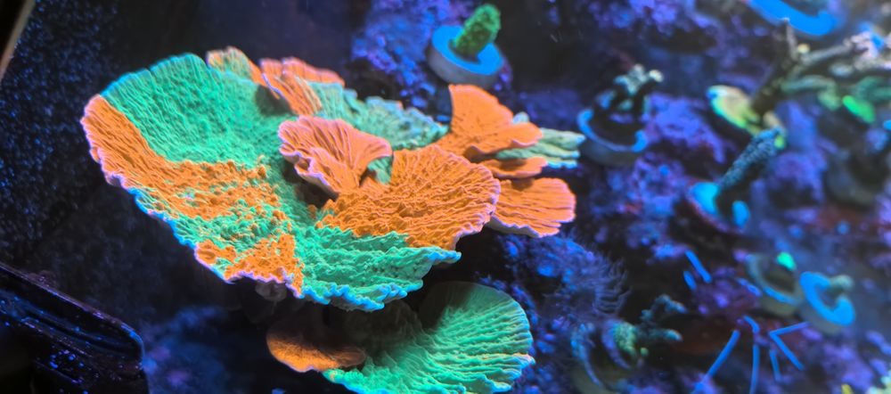 Montipora talerzowa grafted green - red