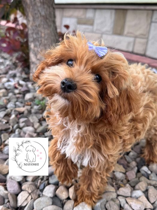 Maltipoo BIBI Suczka Badania genetyczne Wyprawka Maltanczyk Pudel
