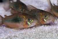 Corydoras bronze