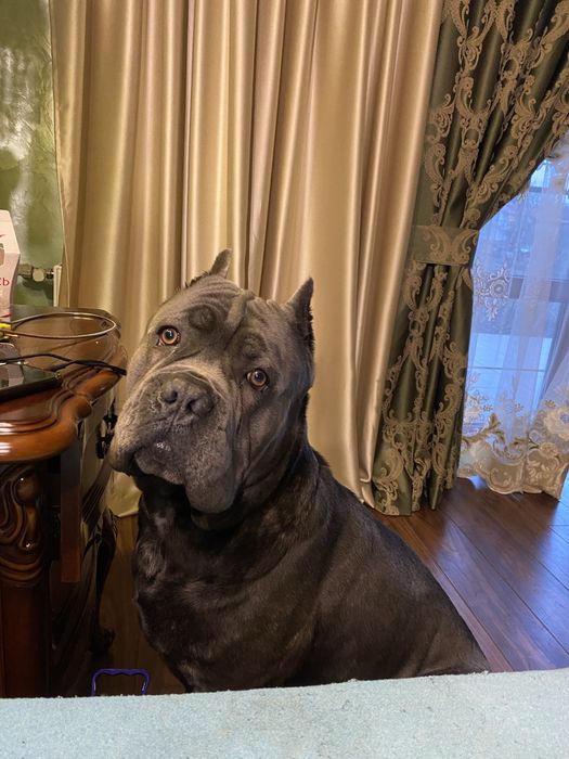 Елітні щеночки Cane corso-сірого окрасу