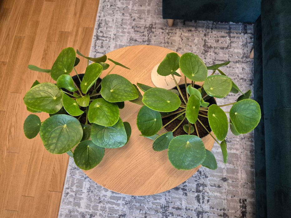 Kwiat pieniążek - Pilea pepermioides