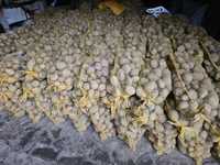 Ziemniaki producent vineta  bellarosa