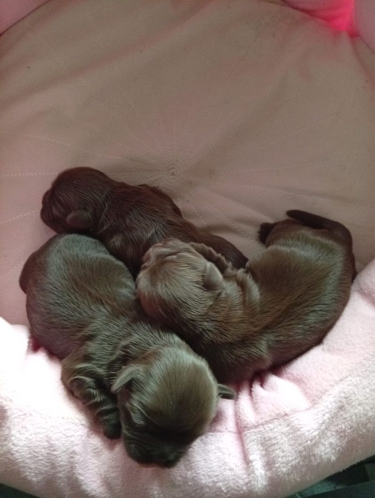 Czekoladowa sunia Shih tzu