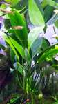 Anubias Afzeli na 2 lub 3 plan.