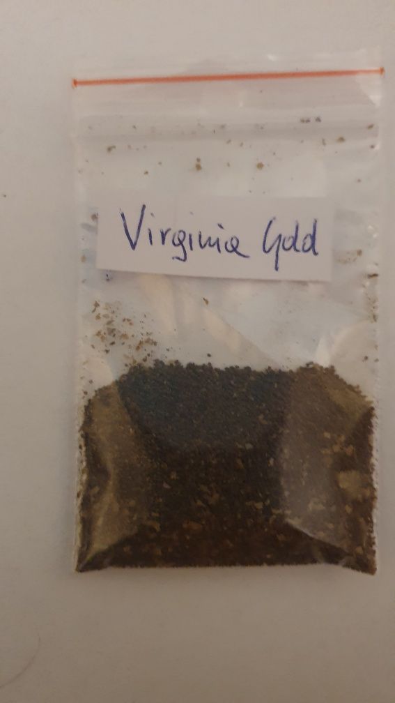 Nasiona Tytoniu Virginia Gold