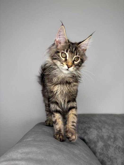 Мейн кун кішечка зі всіма документами WCF та щепленнями Доставка