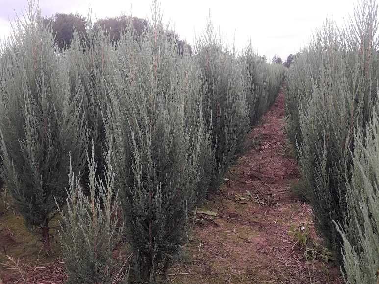 Jałowiec skalny 120,140,150,180 cm! Sadzimy! Nasz Dowóz! Blue Arrow!