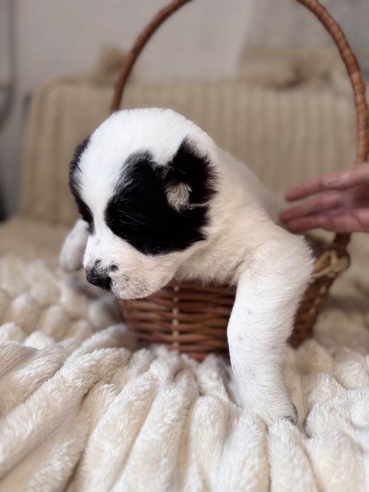 Продам цеценят алабая