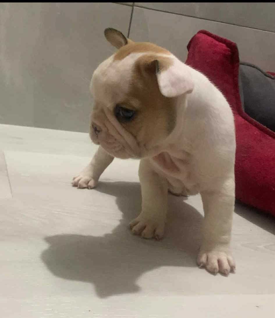 Bulldog frances macho