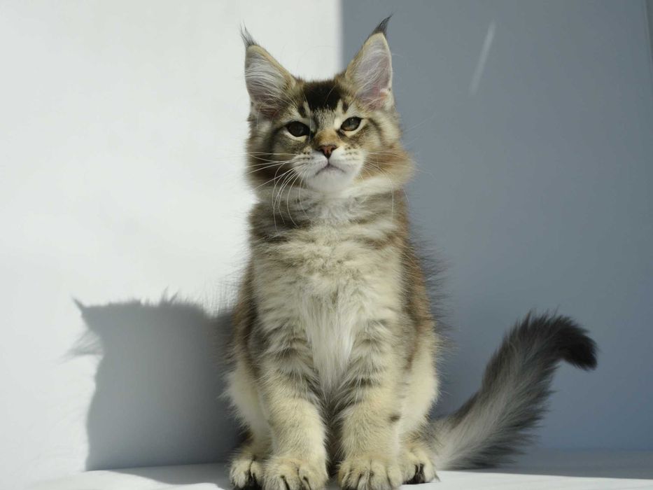 Мальчик мейн кун 3 мес.