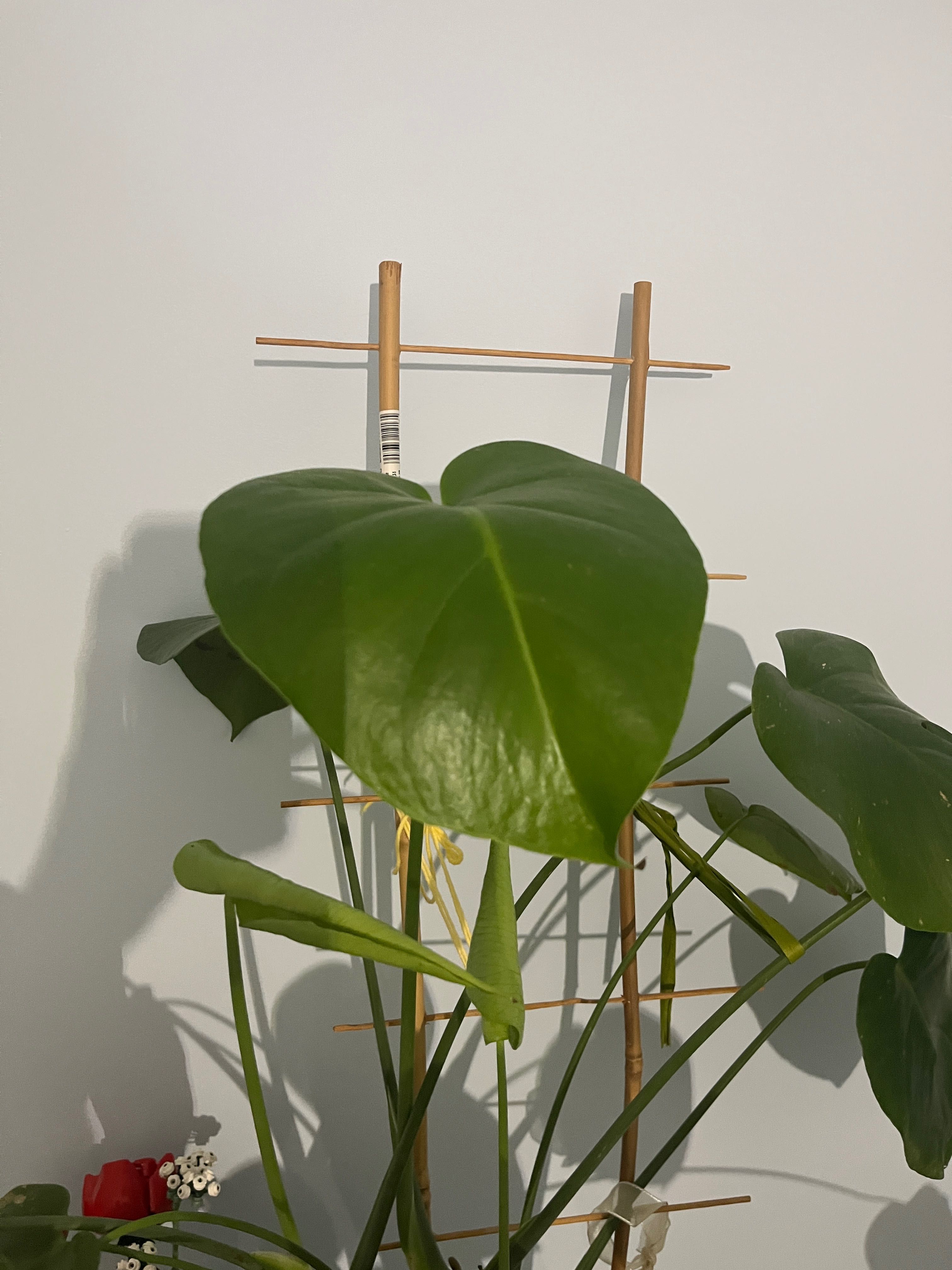 Roślinka Monstera
