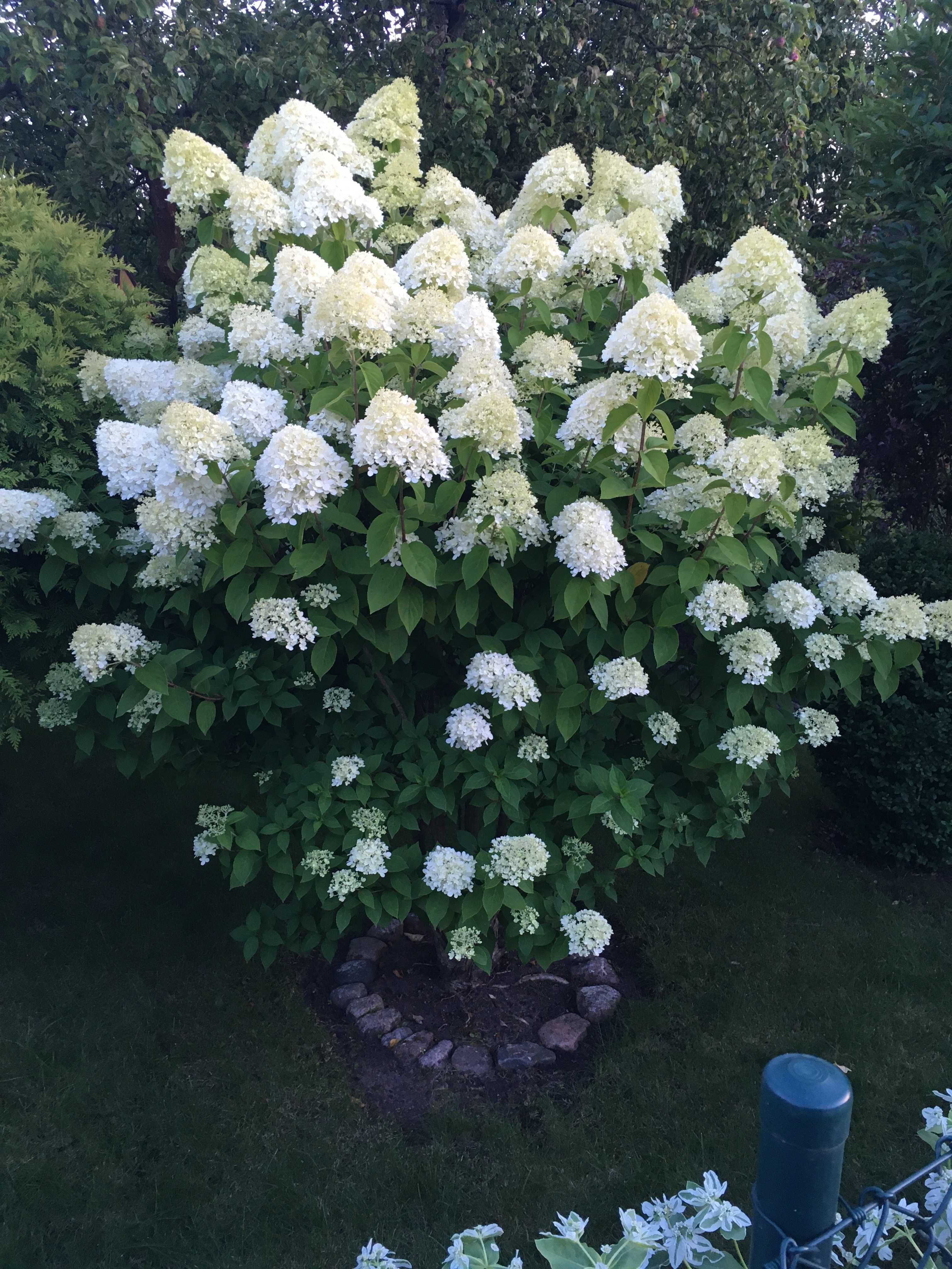 Hortensja Hydrangea pan. 'Limelight' PBR do 100cm