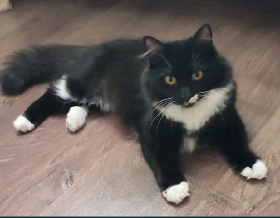 Пропала кішка , Розшук