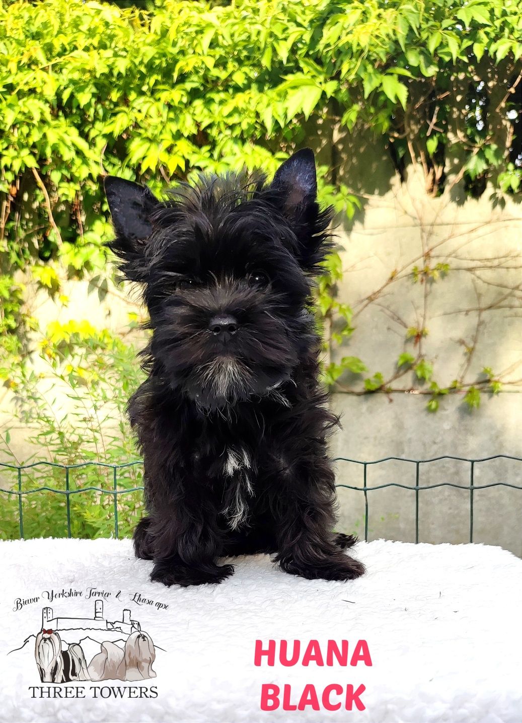 Black Yorkshire Terrier. Czarny York suczka