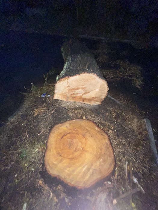 Kloc lipy kłoda lipa 2,5m długa zdrowa