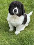 Landseer FCI ZKwP