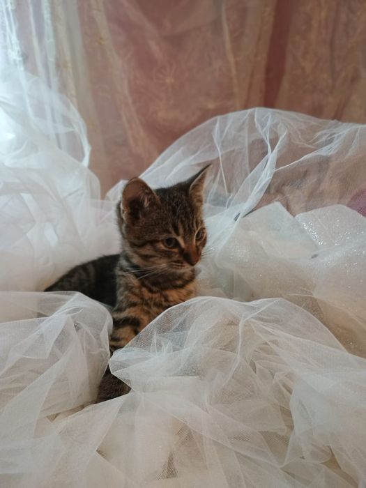 Віддам котиків і кішечку