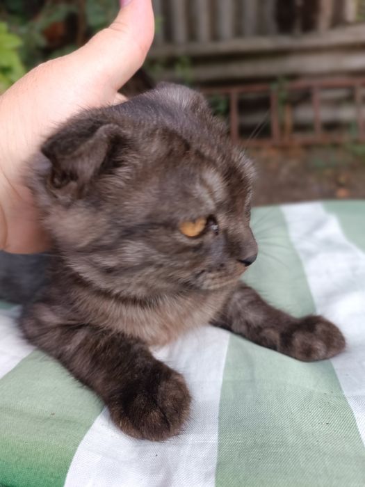 Продам шотландского кота