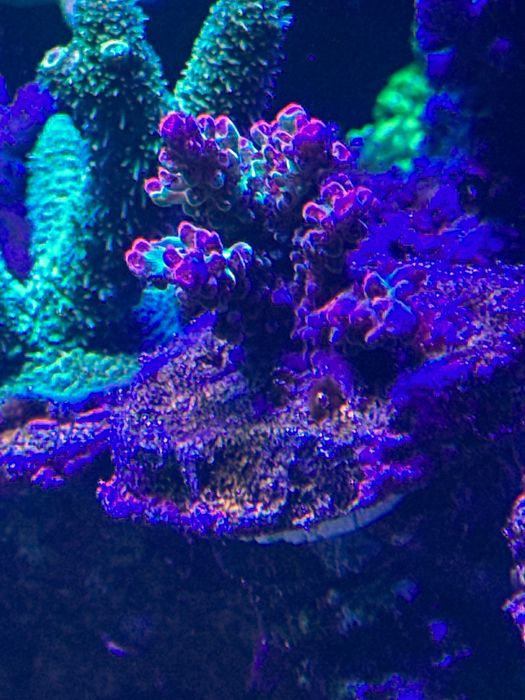 Acropora Truskawka STRAWBERRY