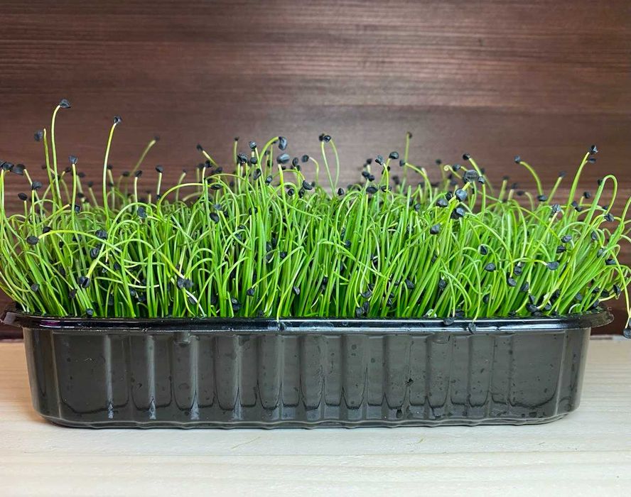 Мікрозелень в наявності! (більше 20 культур)