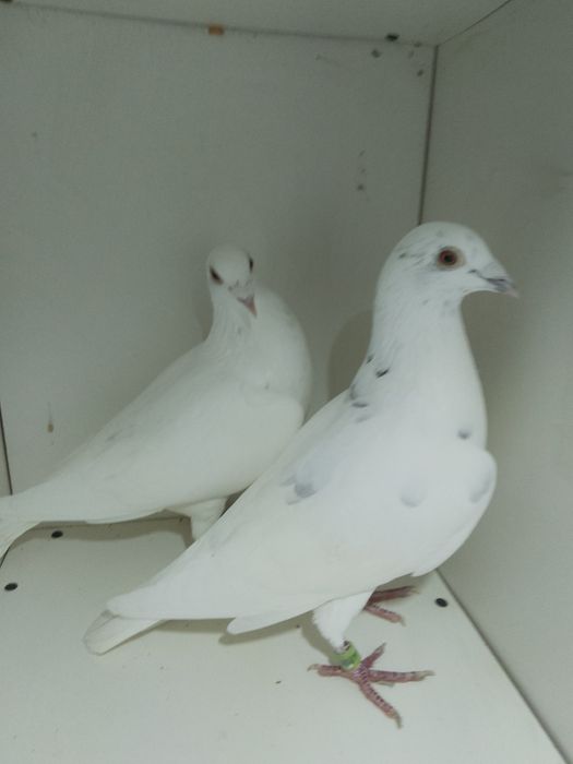 Gołębie pocztowe