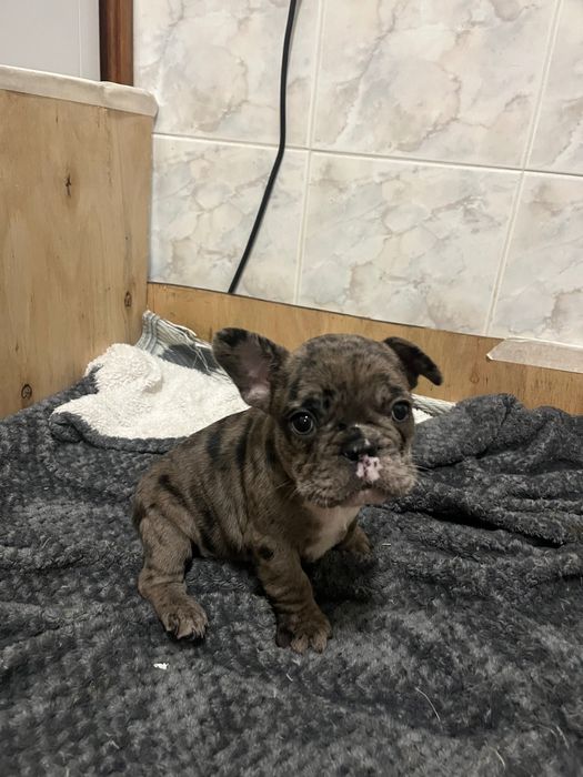 Buldogue francês merle macho