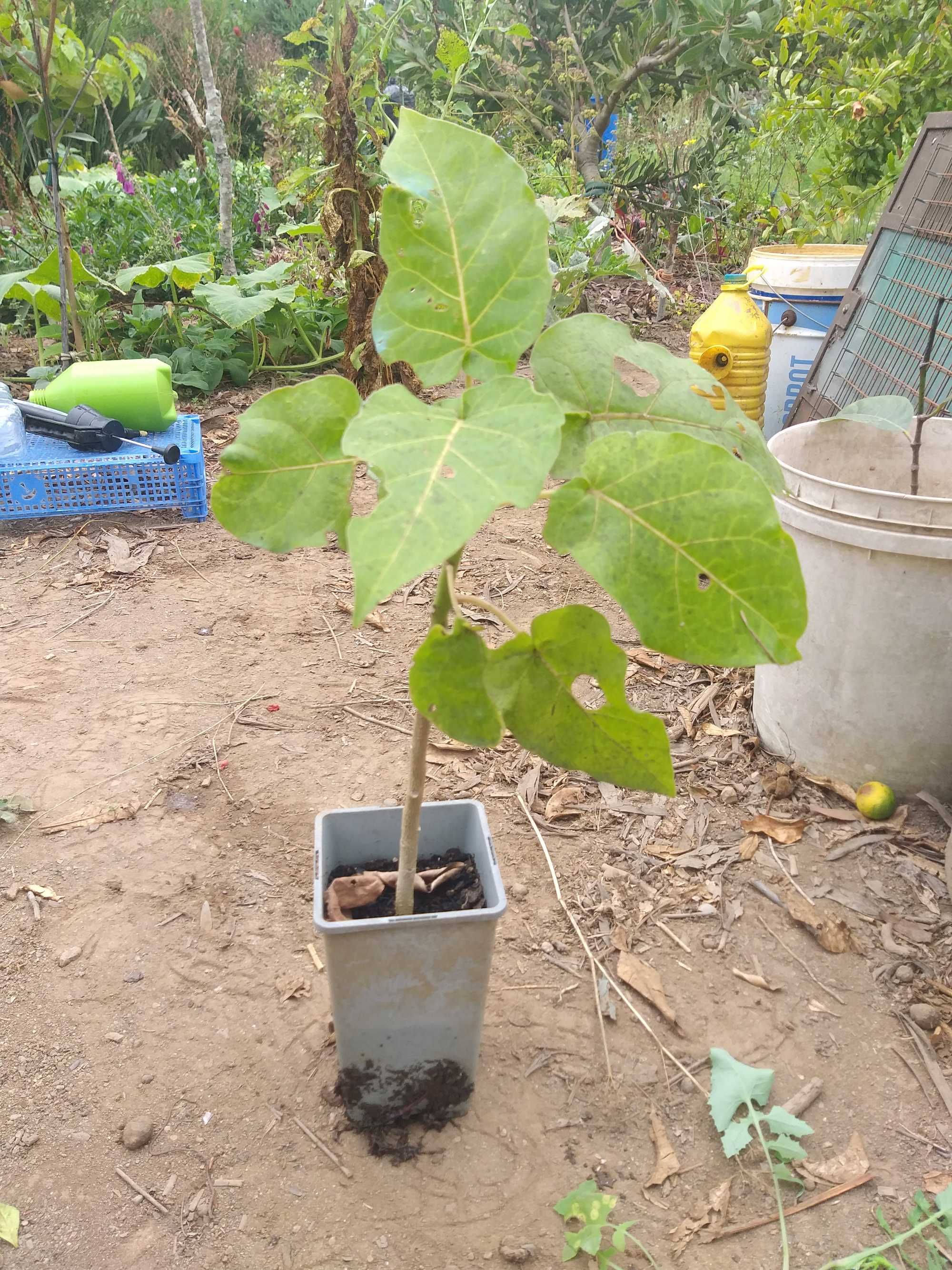 Tamarilho (tomate brasileiro) vermelho