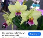 Продам домашні орхідеї