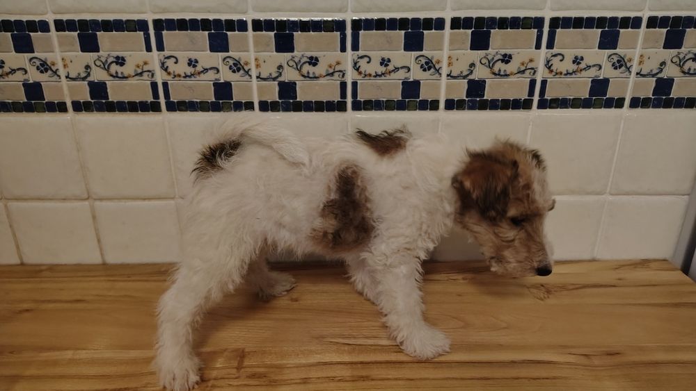 Foksterier szorstkowłosy FCI