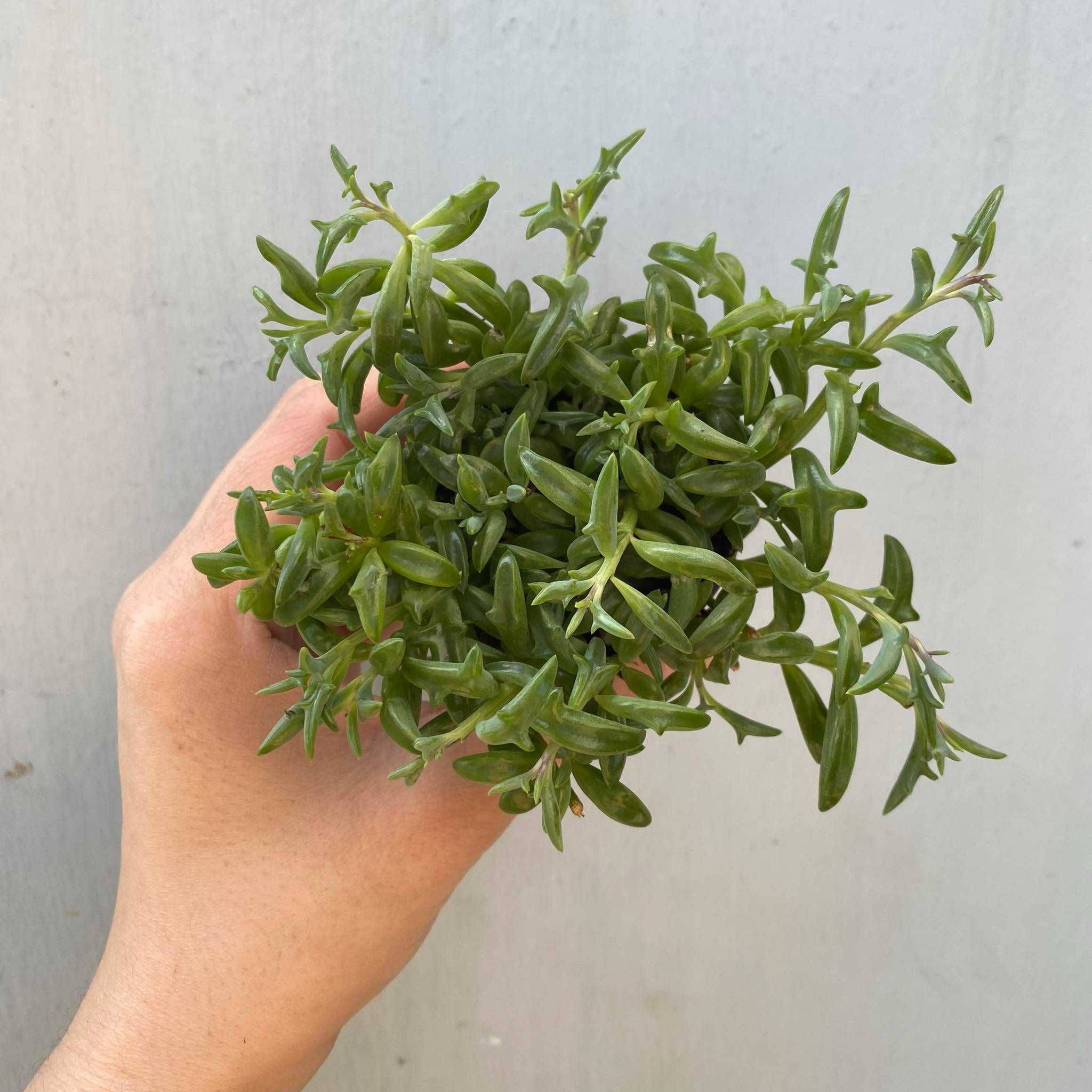 Senecio Peregrinus Starzec Delfinek