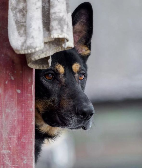 Kozak szuka doświadczonego i aktywnego domu