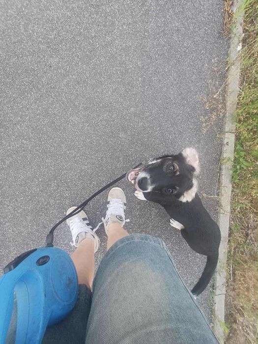 PILNIE oddam suczke !!!