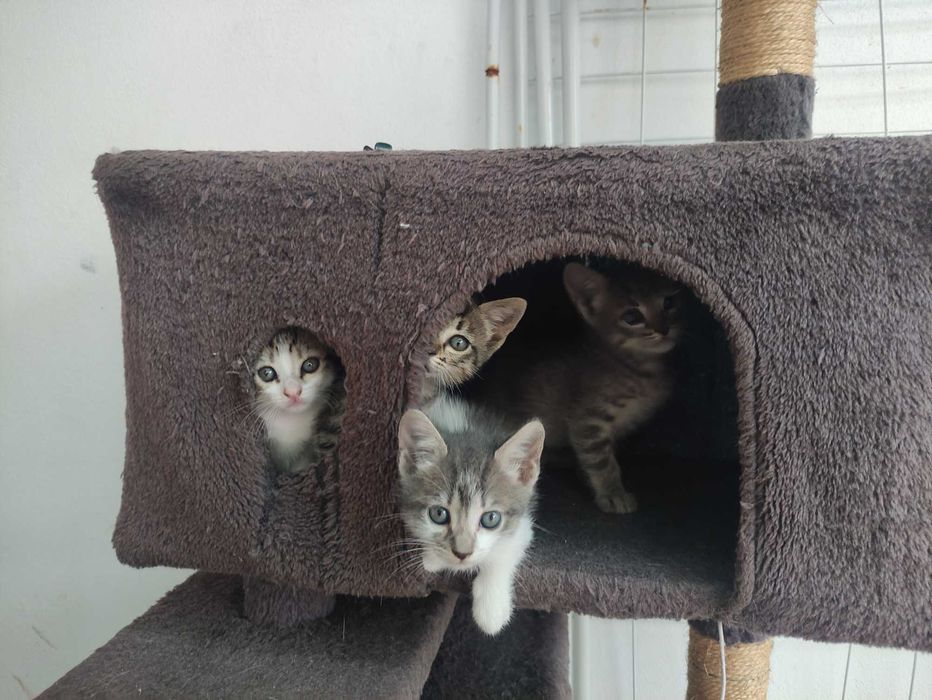 Filhotes para adoção responsável